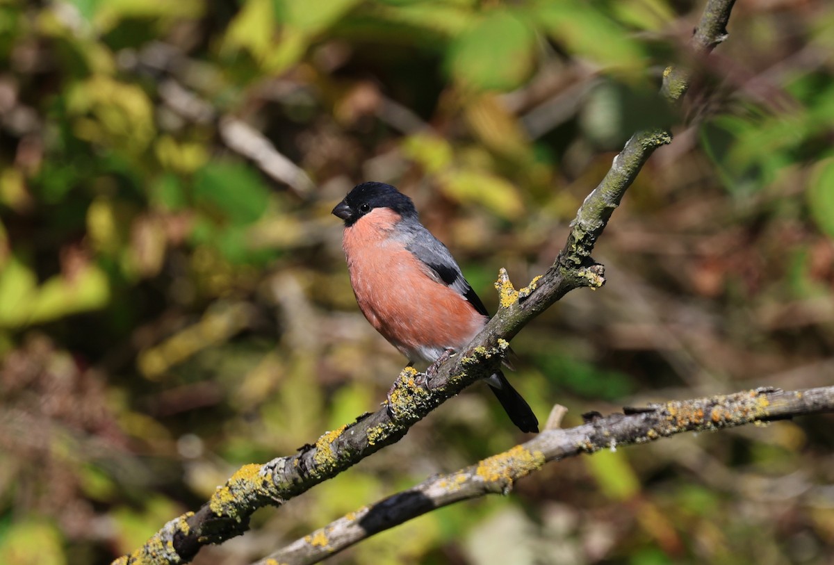 Eurasian Bullfinch - ML645785354