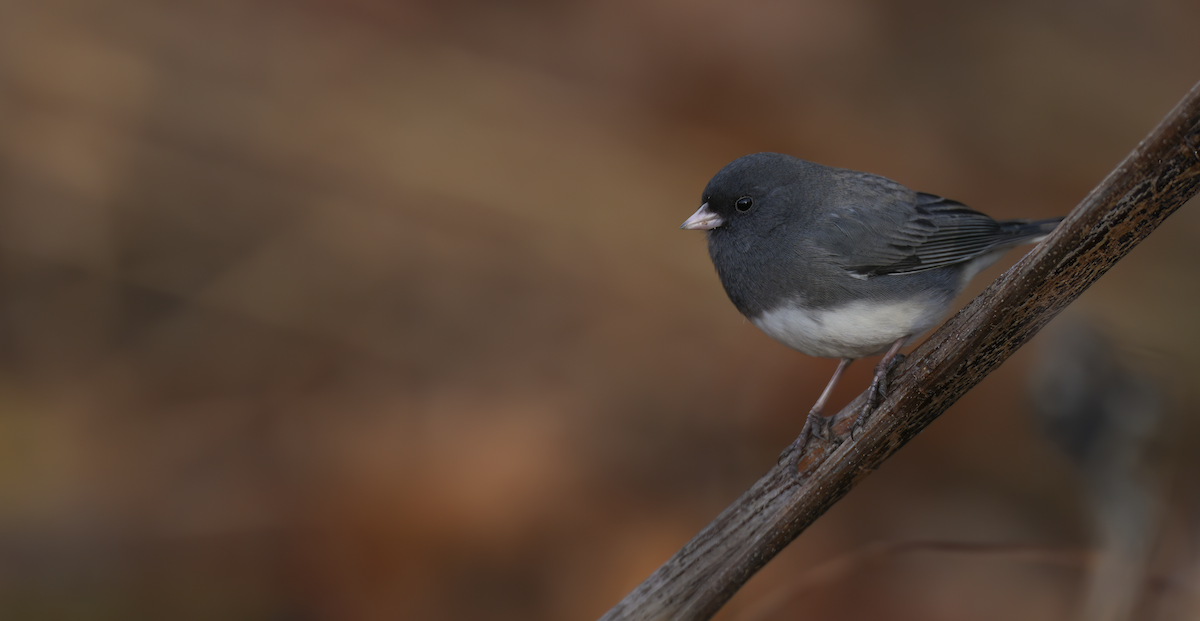 Dark-eyed Junco - ML645785357