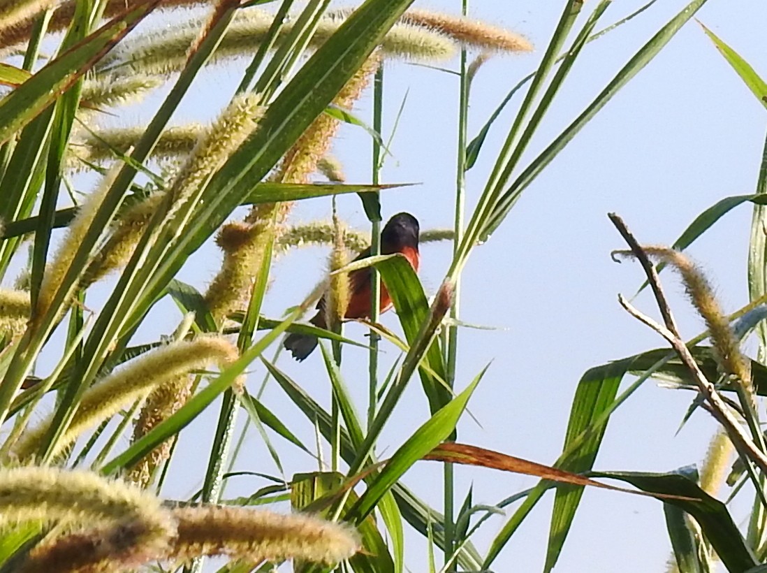 Painted Bunting - ML645785364