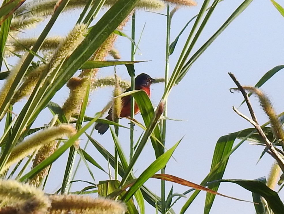 Painted Bunting - ML645785365