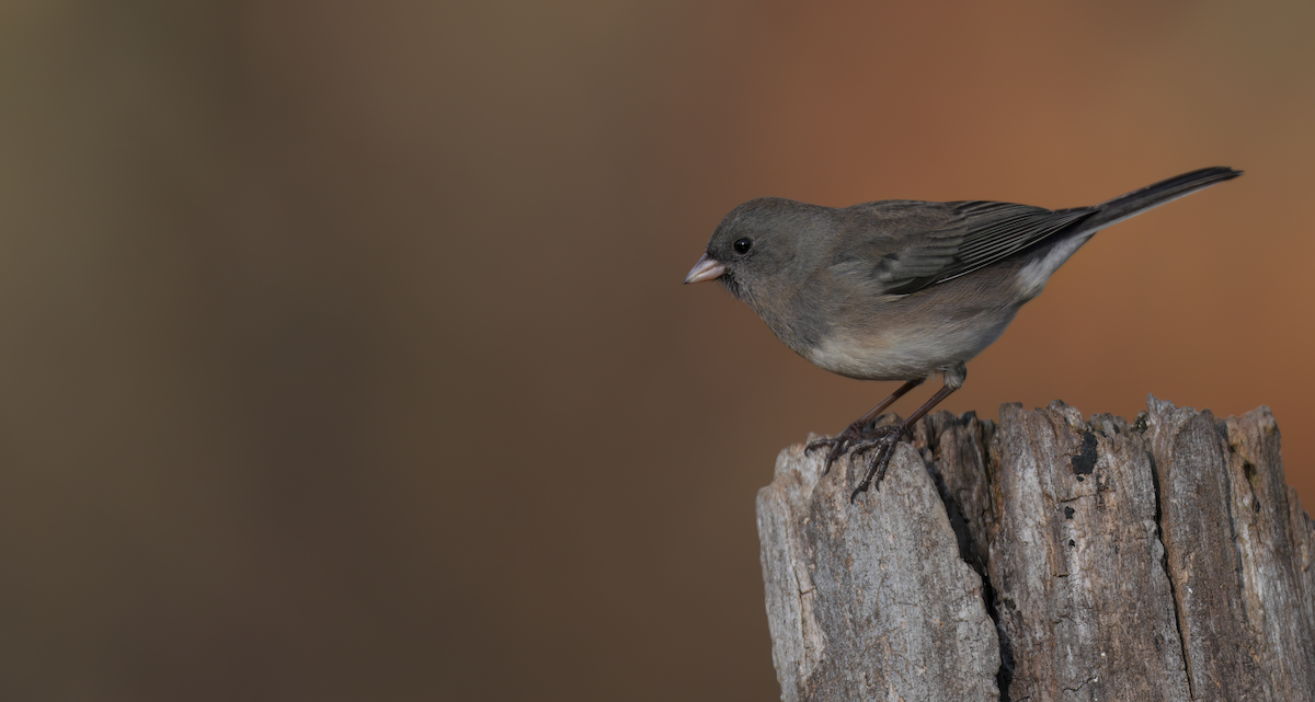 Dark-eyed Junco - ML645785367