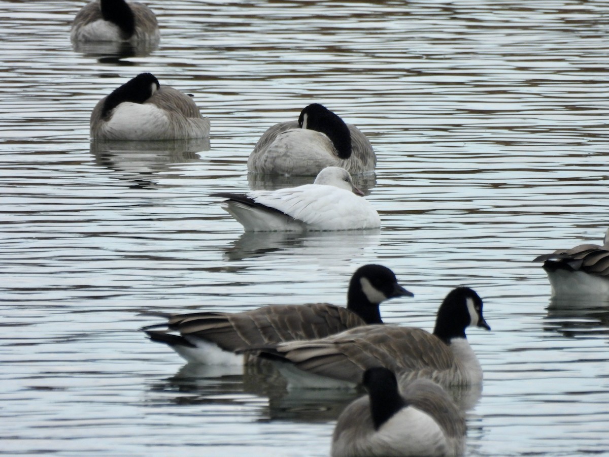 Snow Goose - ML645785374