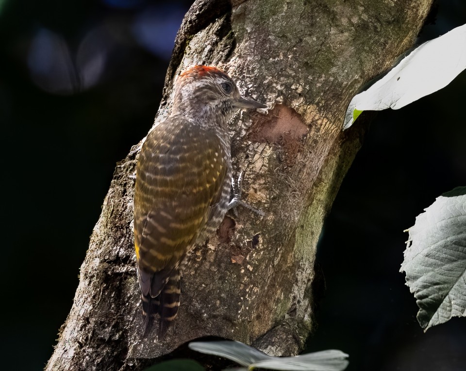 Perlbauchspecht - ML645785375