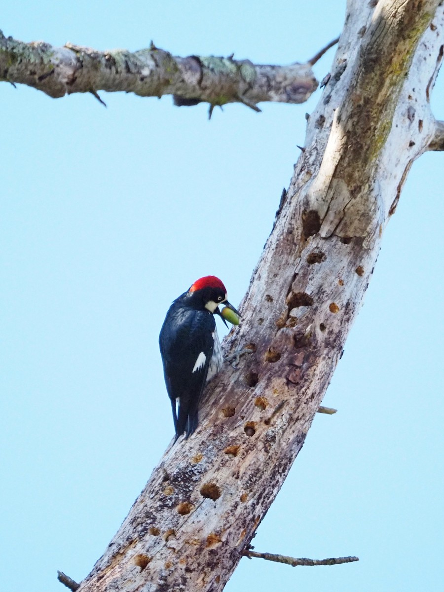 Acorn Woodpecker - ML645785378
