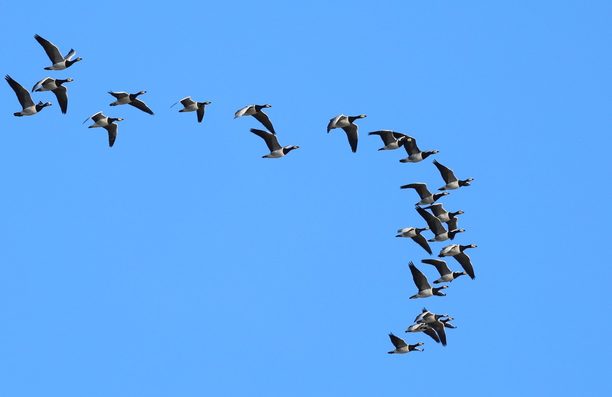 Barnacle Goose - ML645785381