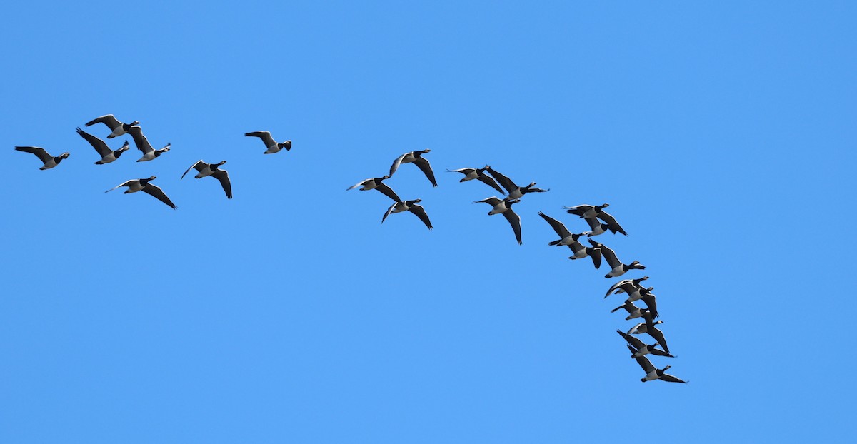 Barnacle Goose - ML645785382