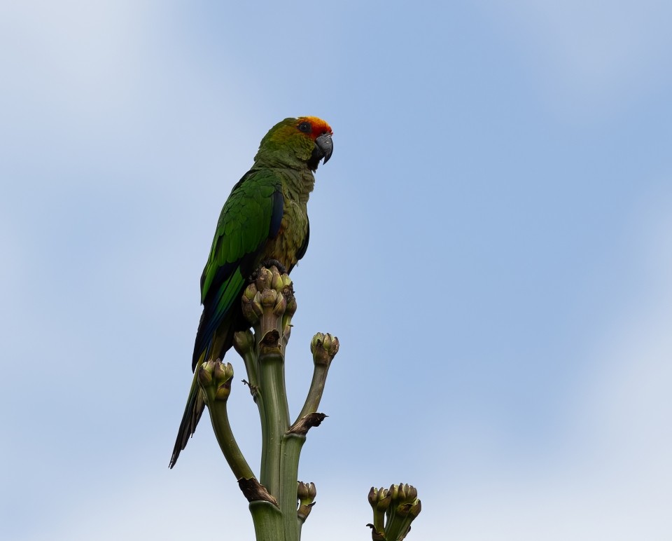 Goldscheitelsittich - ML645785383