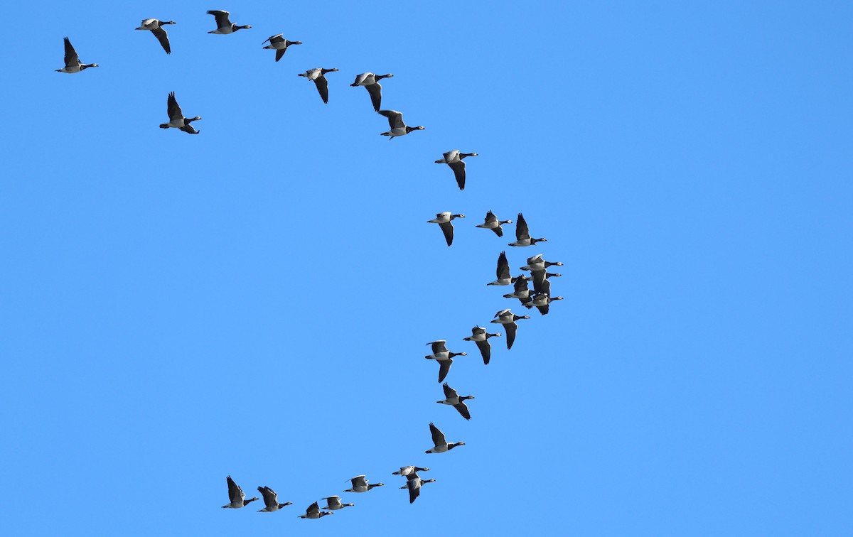 Barnacle Goose - ML645785384