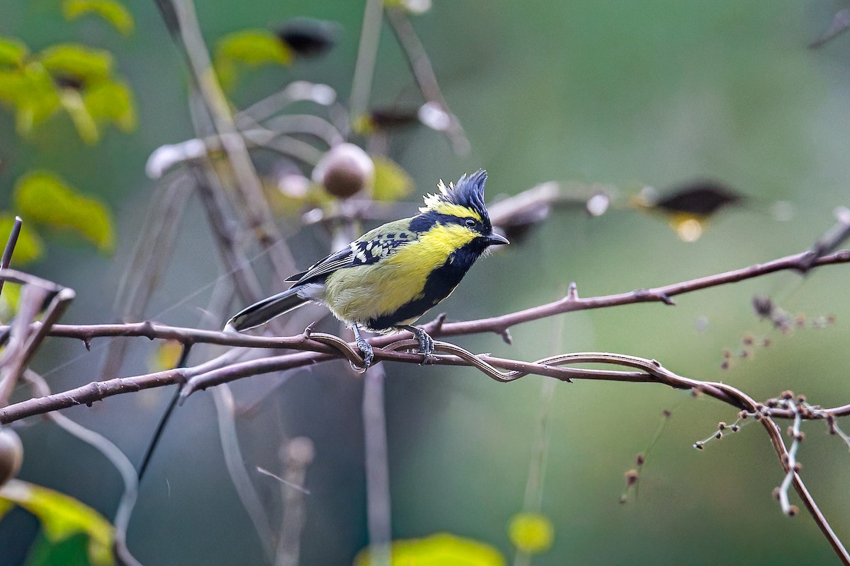 Himalayan Black-lored Tit - ML645785386
