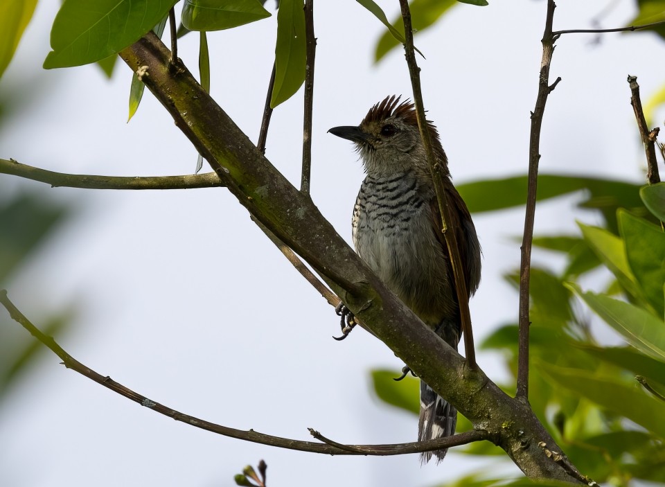 Rostscheitel-Ameisenwürger - ML645785387