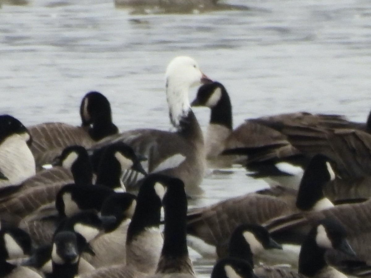 Snow Goose - ML645785393