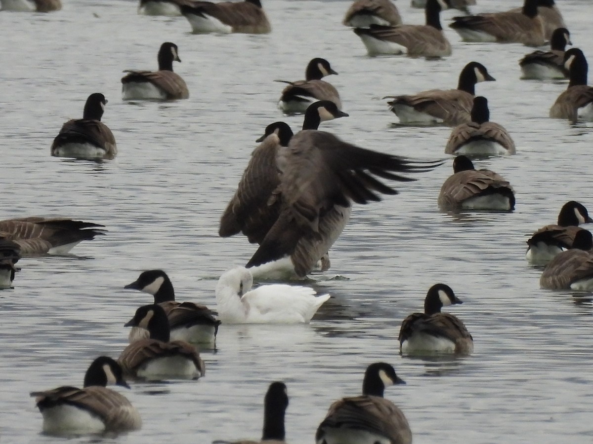 Snow Goose - ML645785395