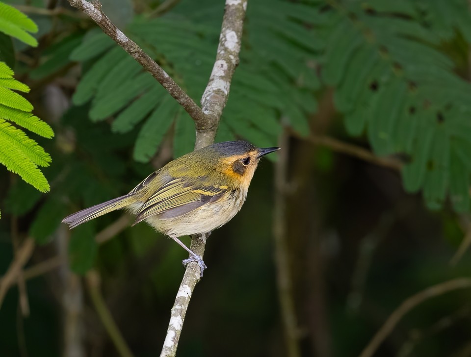 Ockergesicht-Todityrann - ML645785403