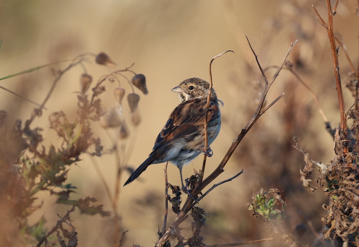 Reed Bunting - ML645785406