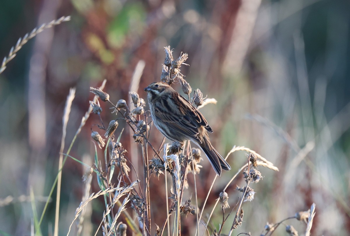 Reed Bunting - ML645785409