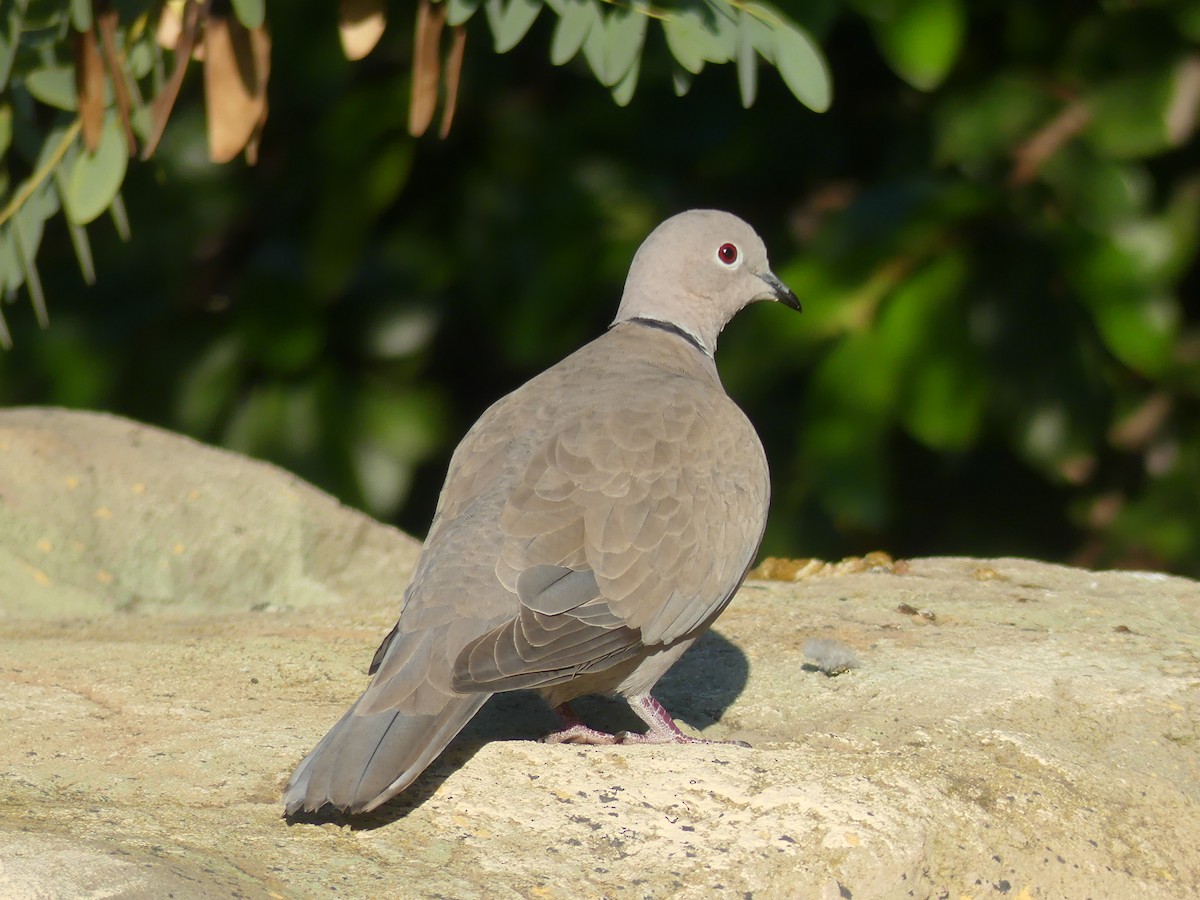 Eurasian Collared-Dove - ML645785410