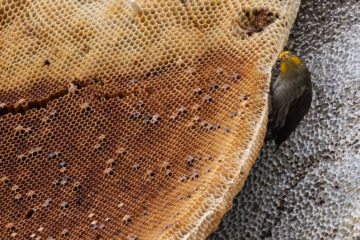 Yellow-rumped Honeyguide - ML645785411