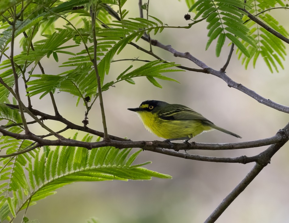 Titirijí Cabecigrís - ML645785425