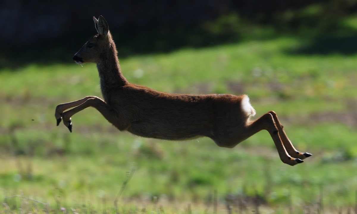 Western Roe Deer - ML645785433
