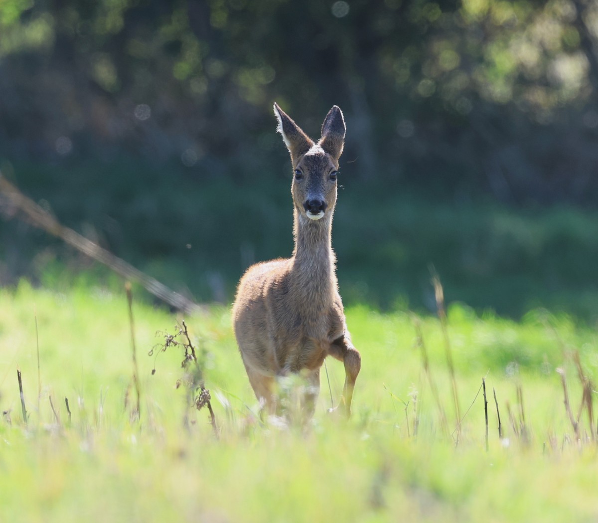 Western Roe Deer - ML645785434