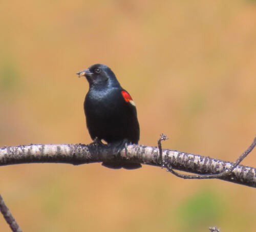 Tricolored Blackbird - ML645785437