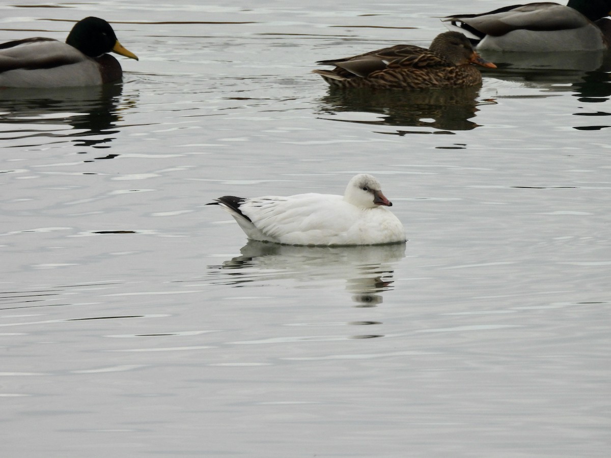 Ross's Goose - ML645785438