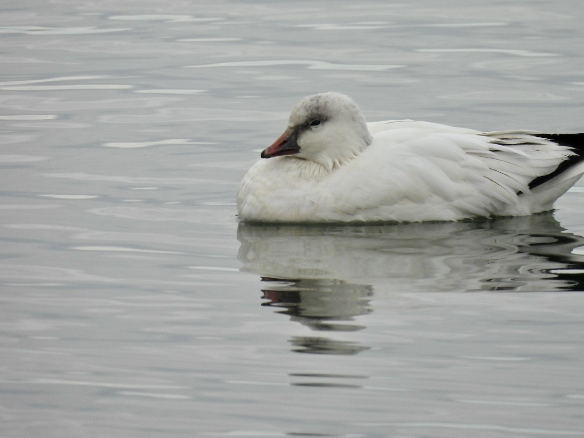 Ross's Goose - ML645785439
