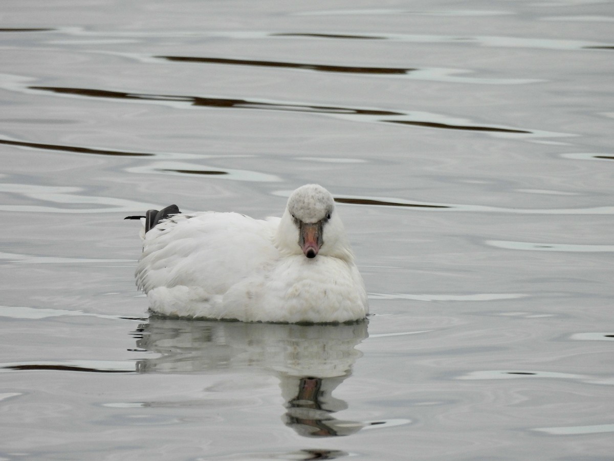 Ross's Goose - ML645785440