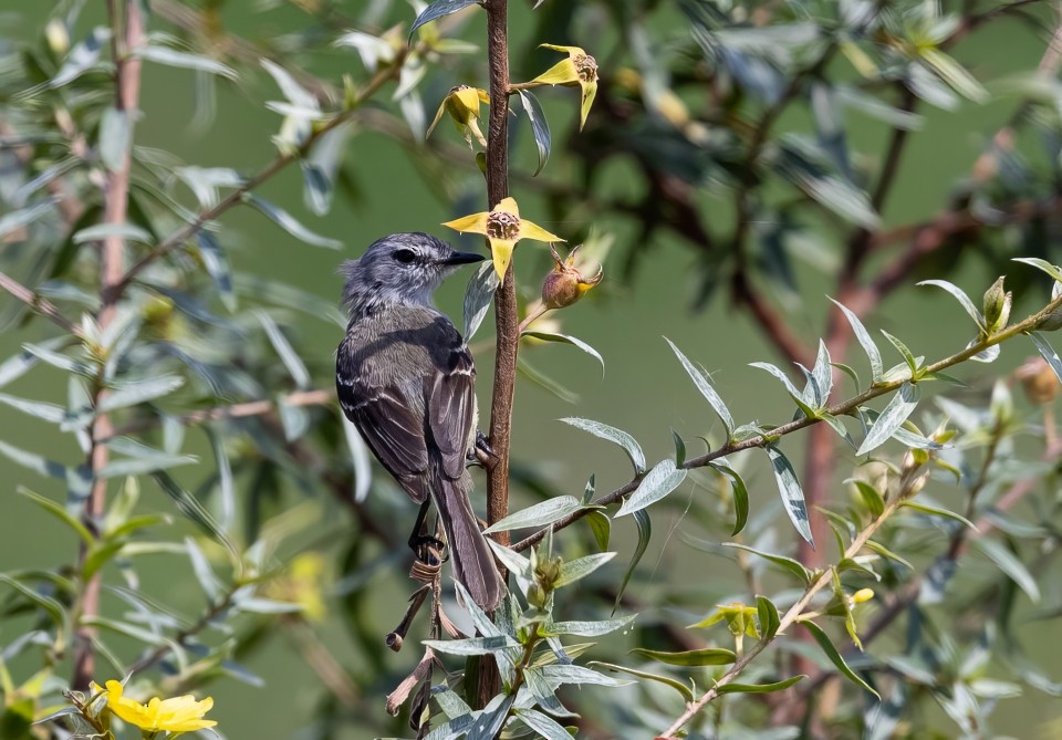 Weißscheitel-Kleintyrann - ML645785442