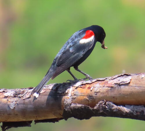 Tricolored Blackbird - ML645785445