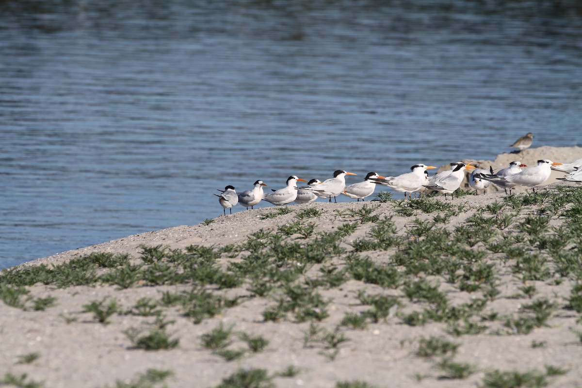 Elegant Tern - ML645785452
