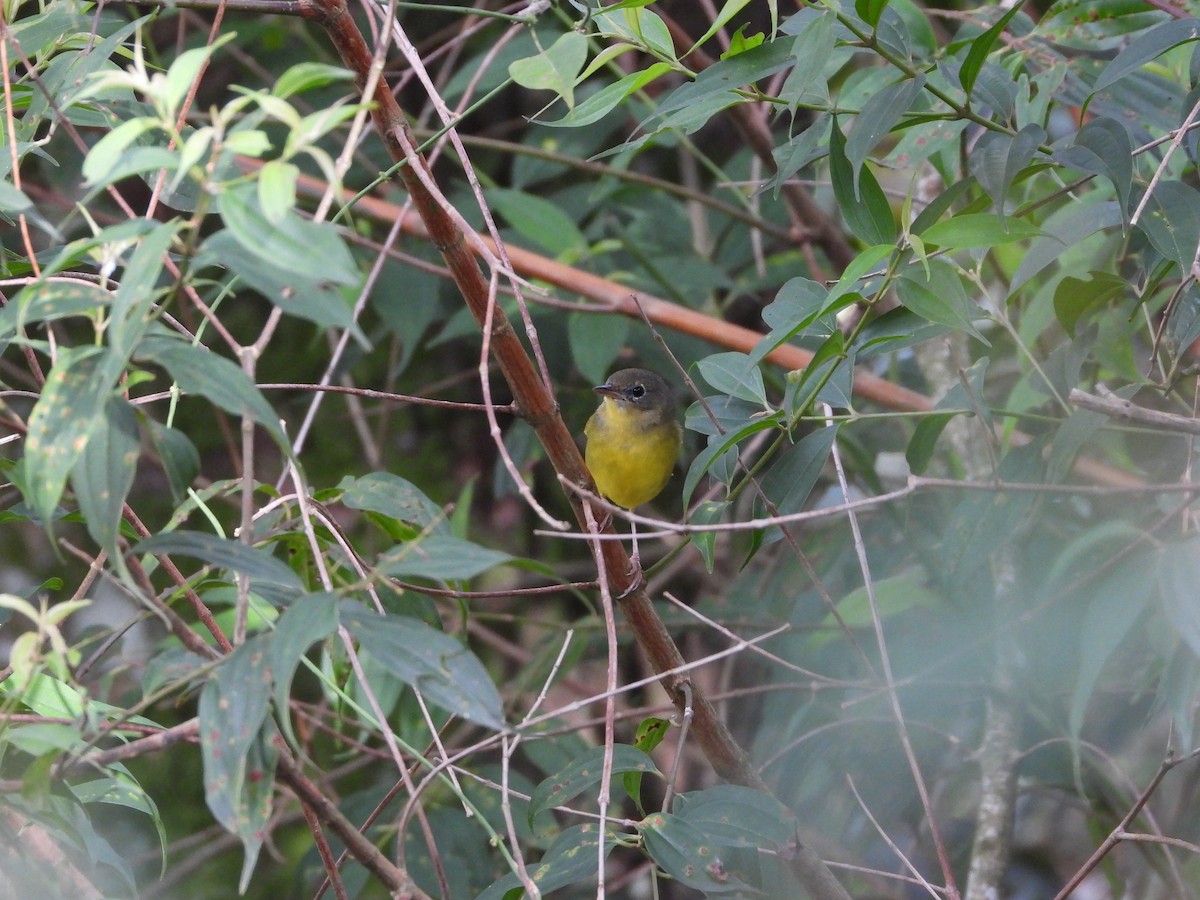 Цитринка чорновола - ML645785453