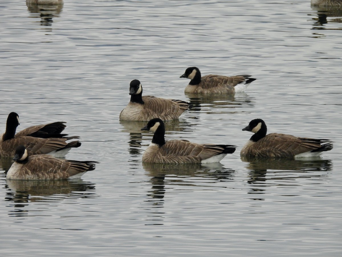 Cackling Goose - ML645785458