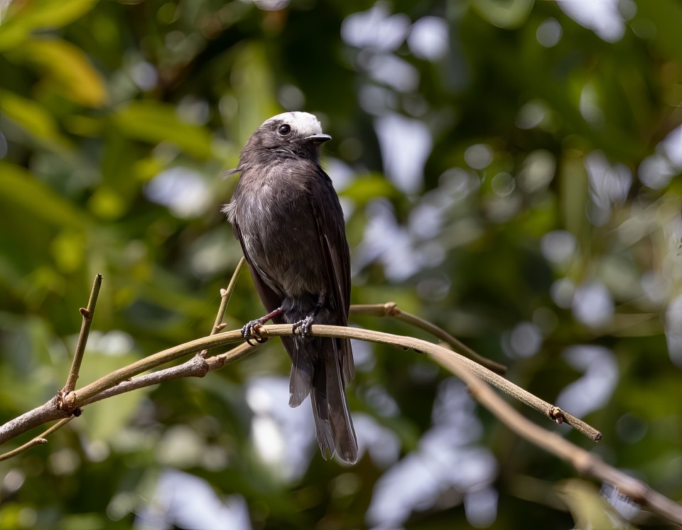 Weißkappen-Schleppentyrann - ML645785460