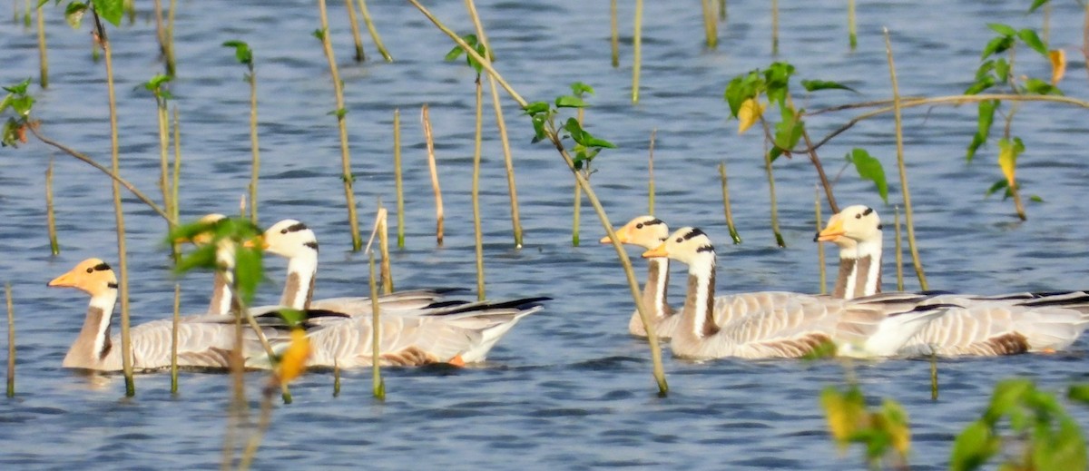 Гуска гірська - ML645785471