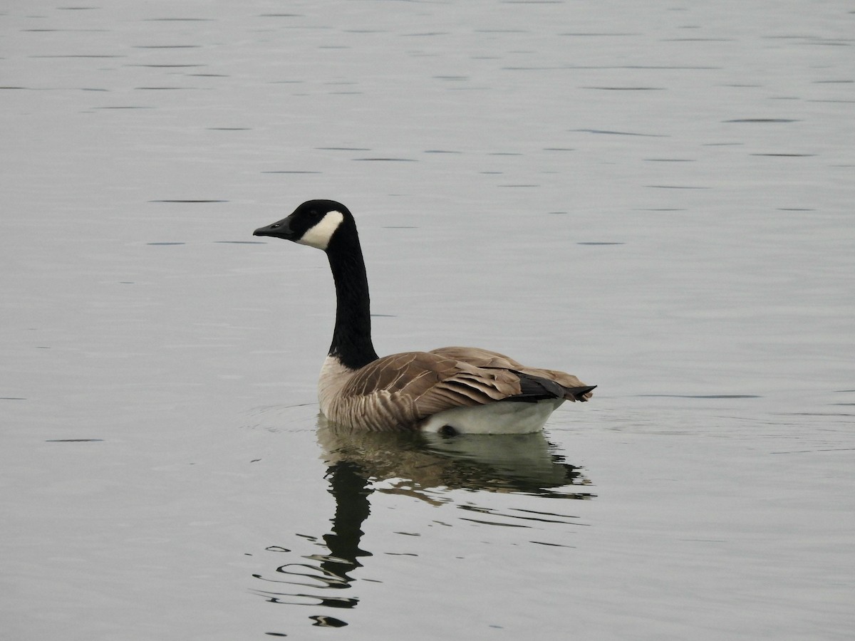Canada Goose - ML645785472