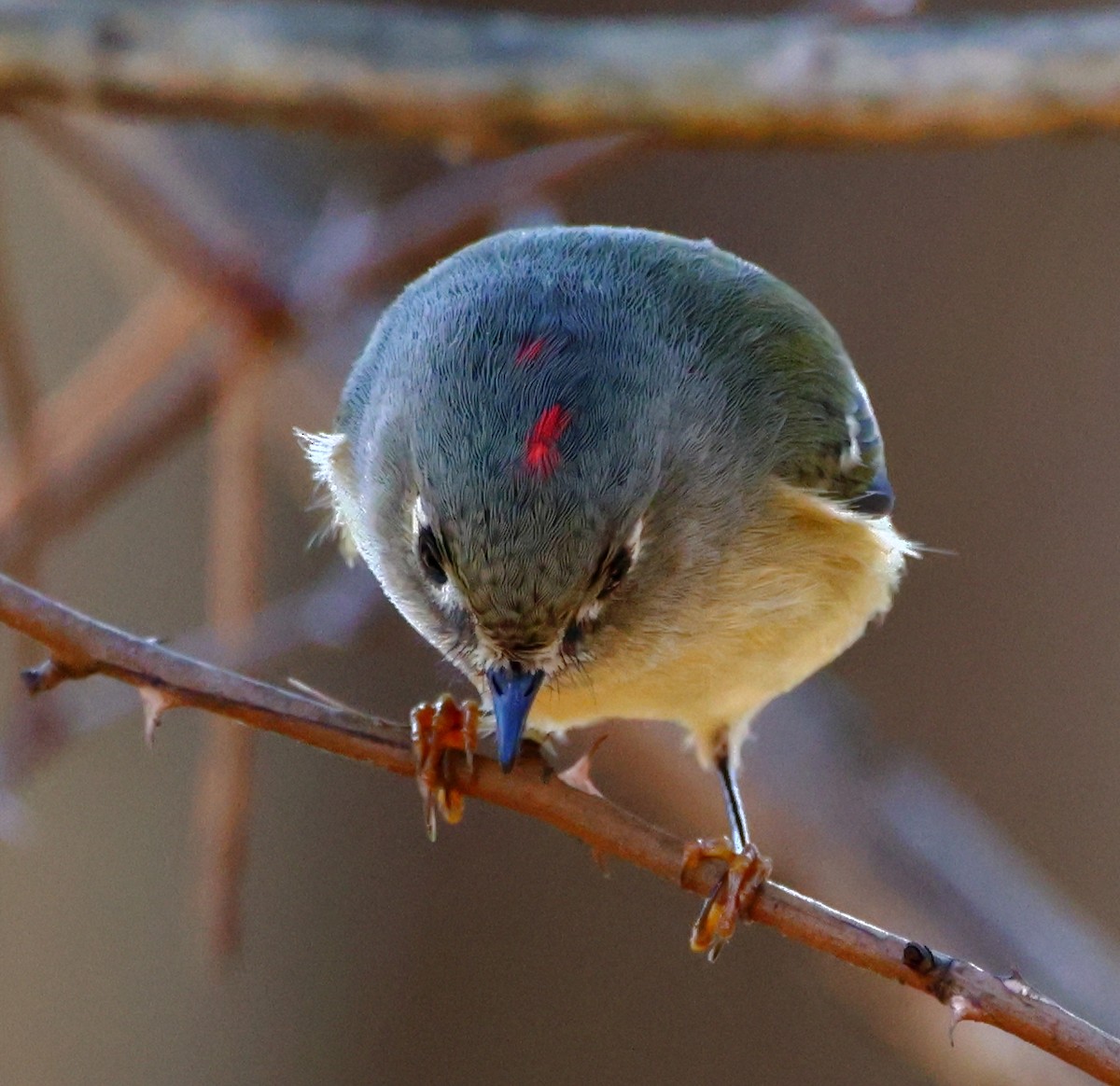 ルビーキクイタダキ - ML645785473