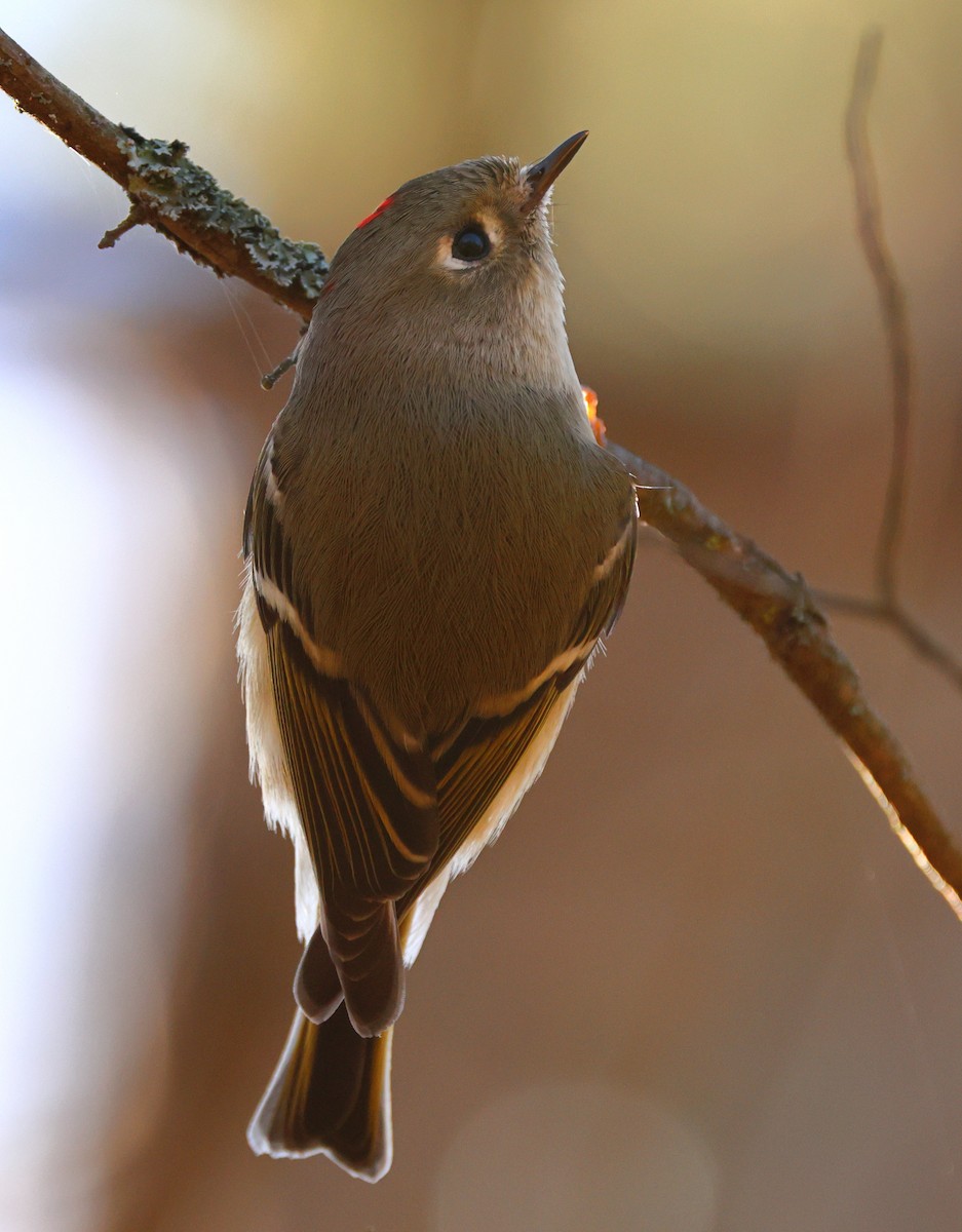 ルビーキクイタダキ - ML645785474