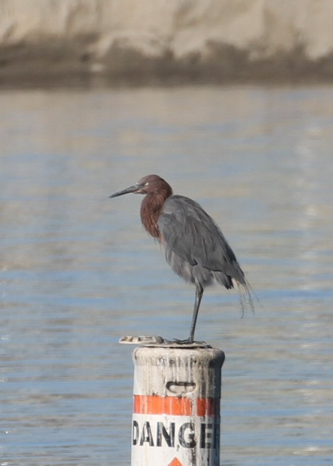 Reddish Egret - ML645785503