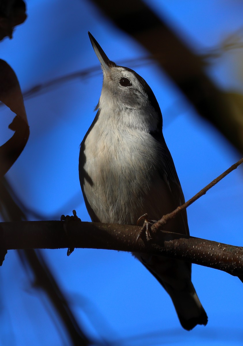 ムナジロゴジュウカラ - ML645785504