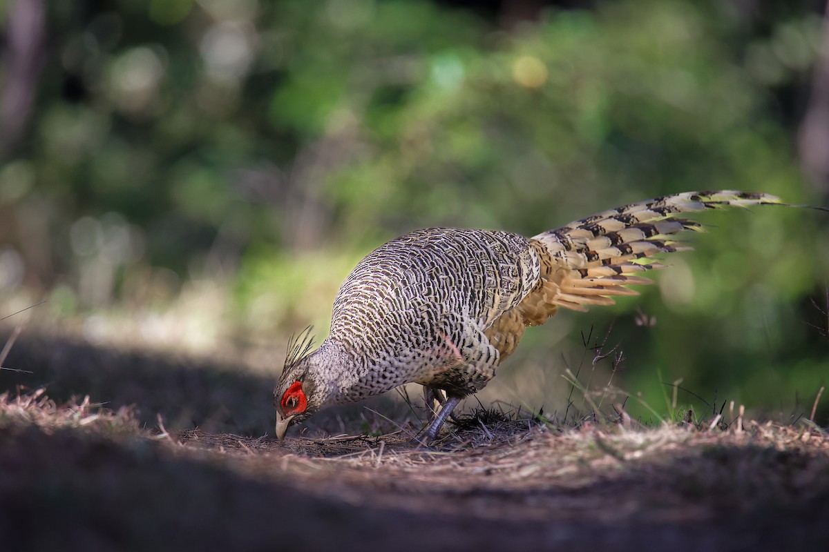 Cheer Pheasant - ML645785506