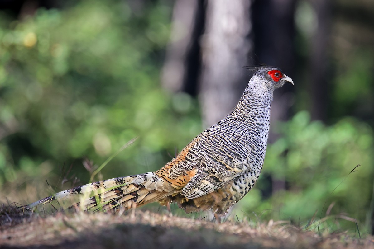 Cheer Pheasant - ML645785507