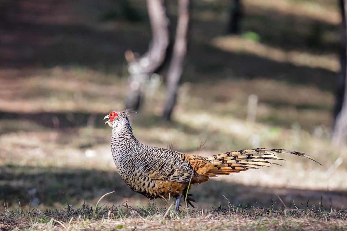 Cheer Pheasant - ML645785508