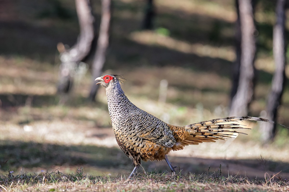 Cheer Pheasant - ML645785509