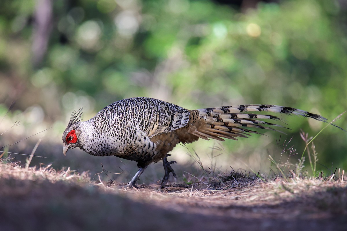 Cheer Pheasant - ML645785510