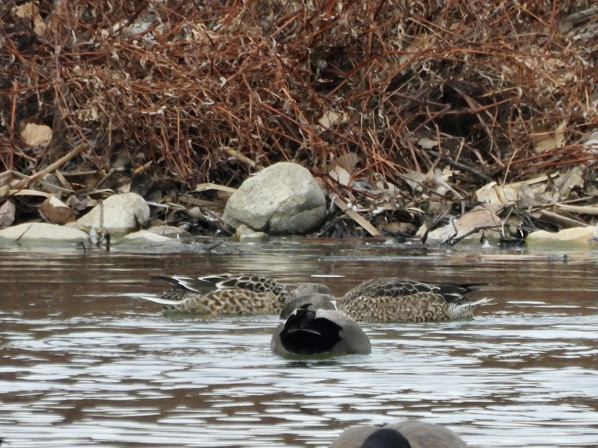 Gadwall - ML645785515