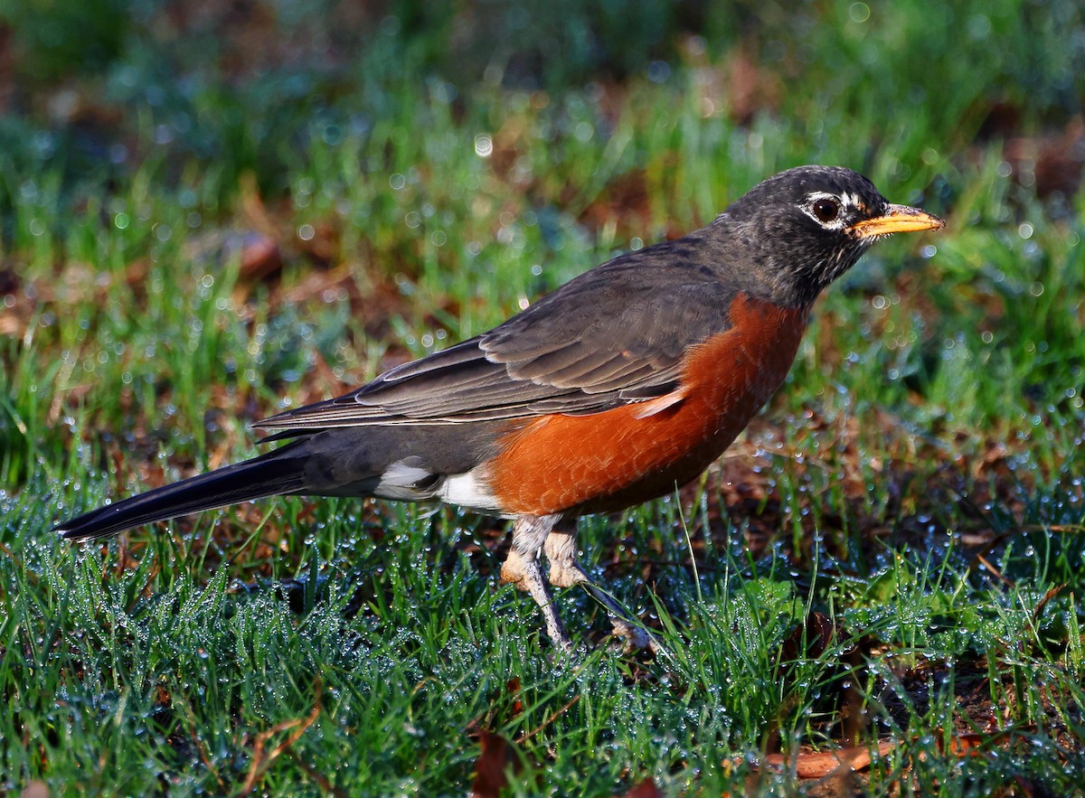 コマツグミ - ML645785516