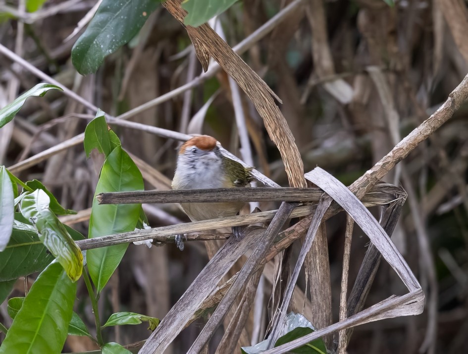 Grauaugenvireo - ML645785526