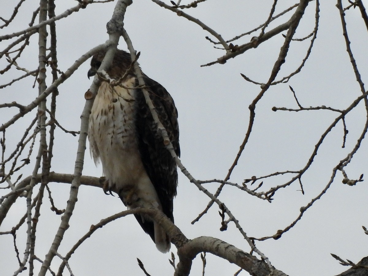 Red-tailed Hawk - ML645785534