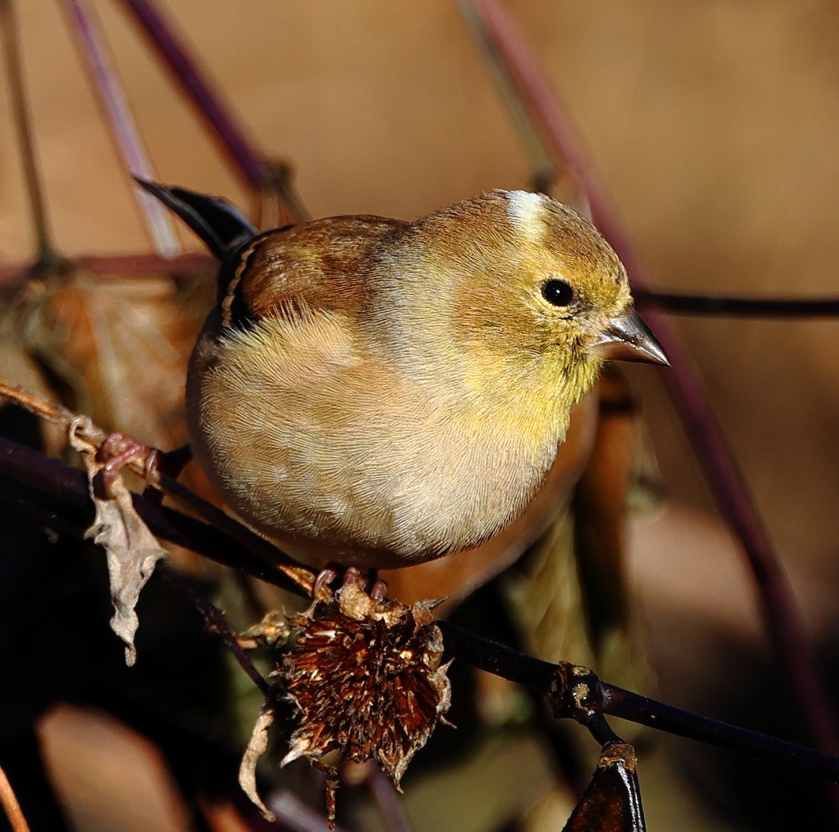 オウゴンヒワ - ML645785536